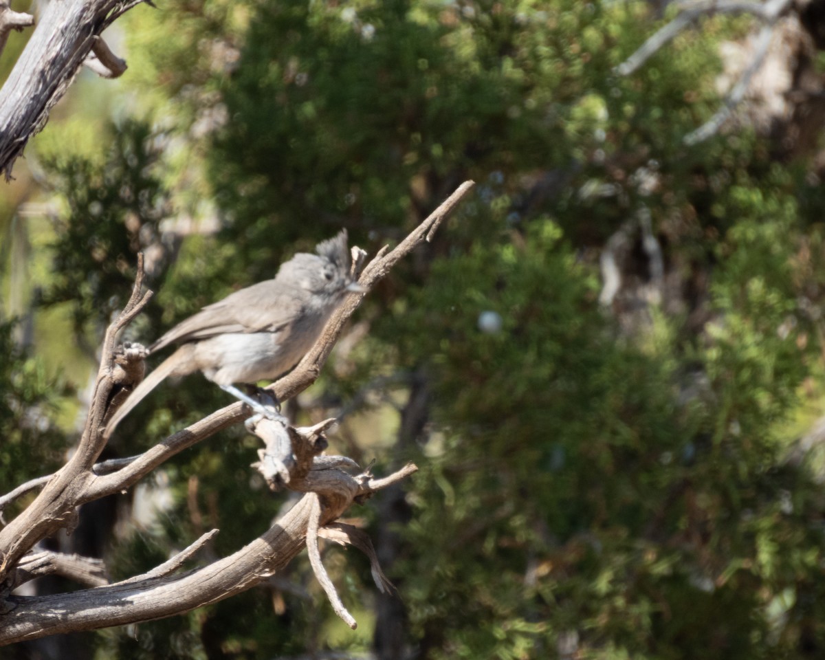 Juniper Titmouse - ML641526980