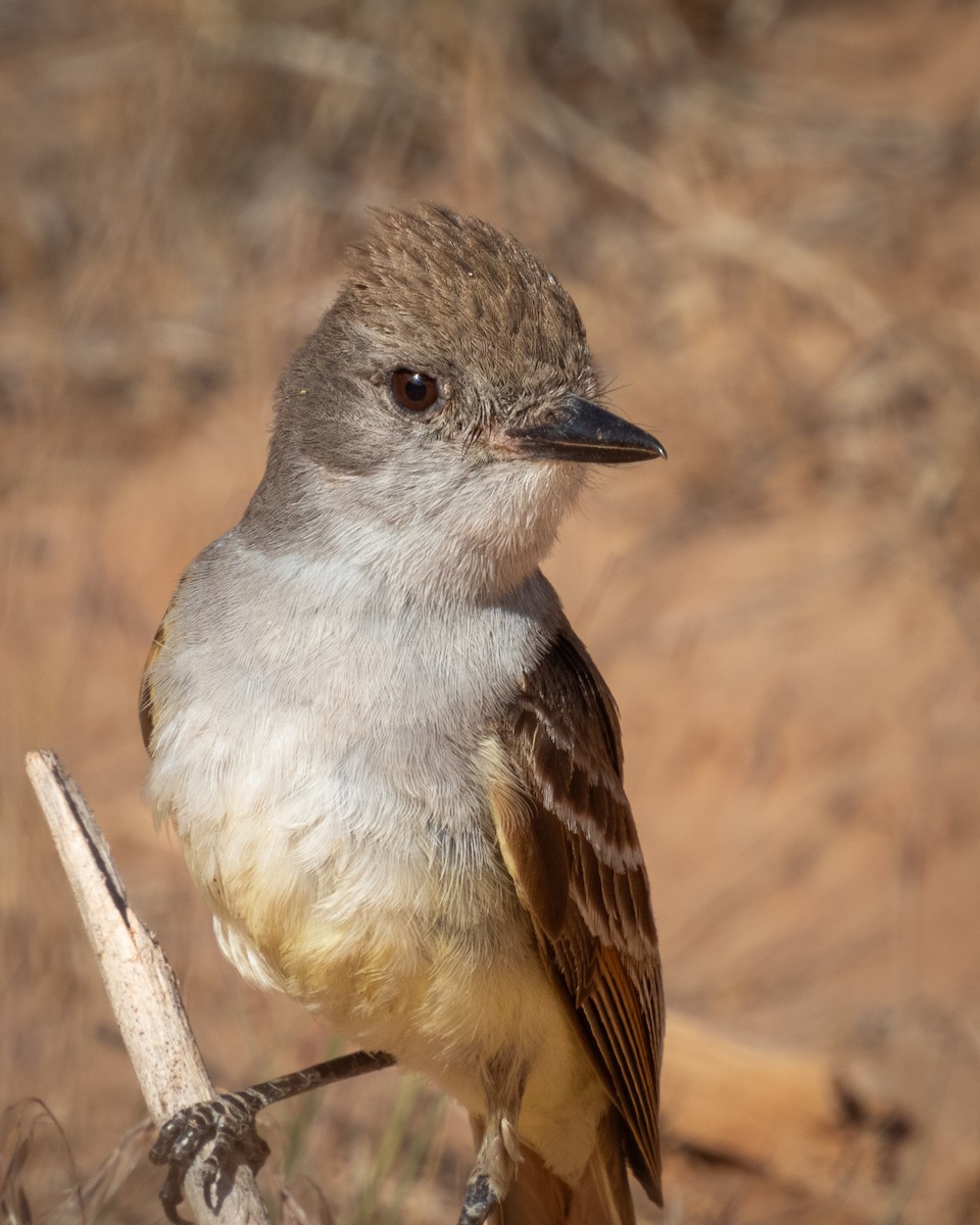 Ash-throated Flycatcher - ML641526991