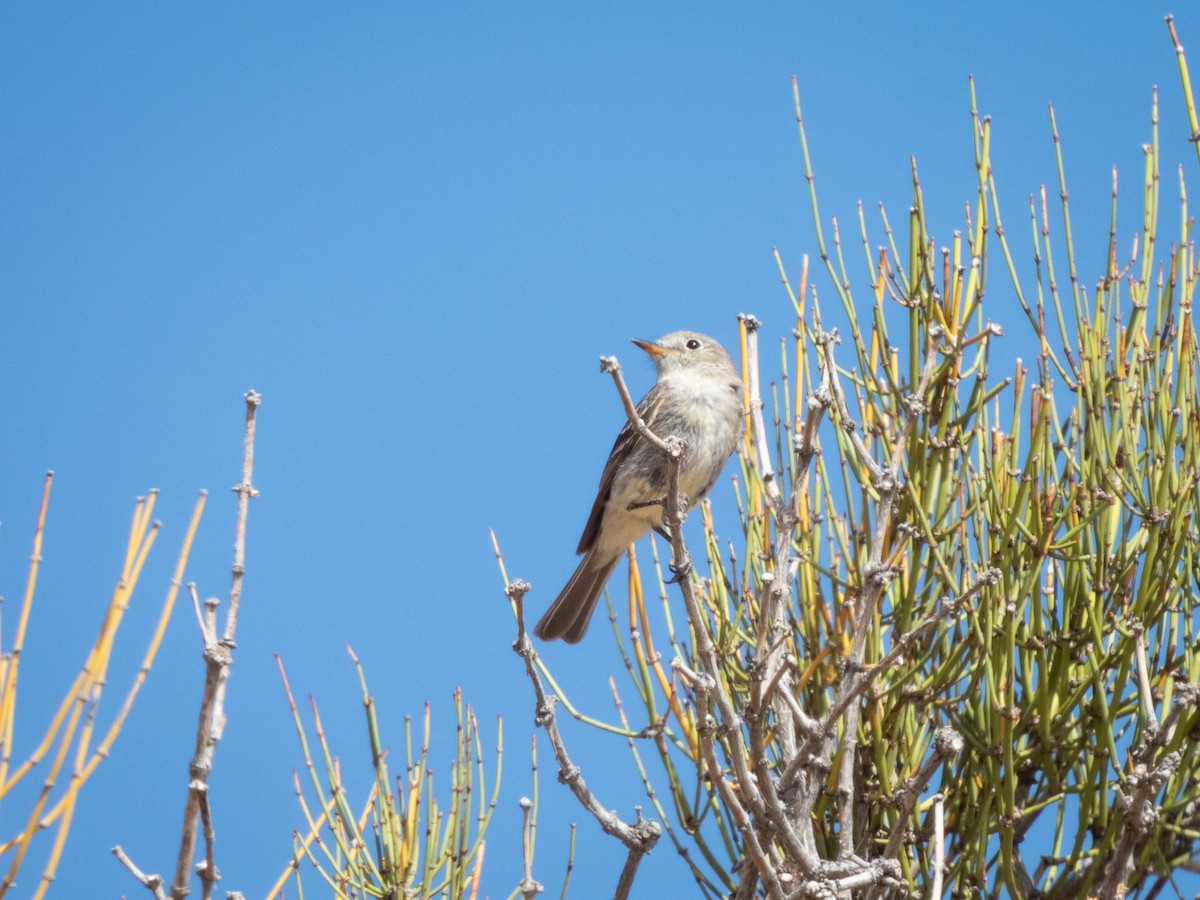 Gray Flycatcher - ML641526999