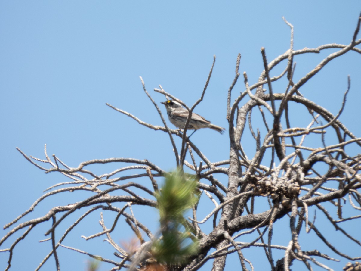 Black-throated Gray Warbler - ML641527031