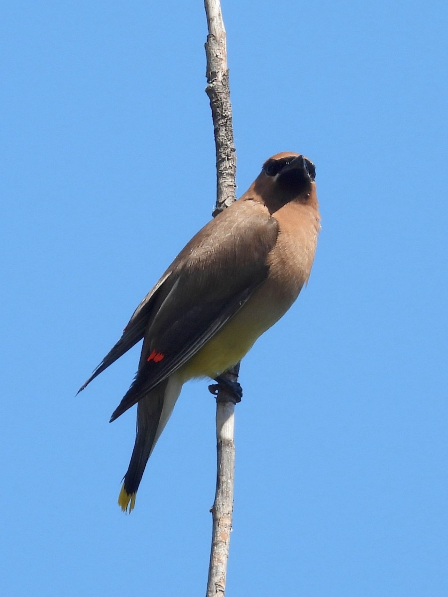 Cedar Waxwing - ML641527034
