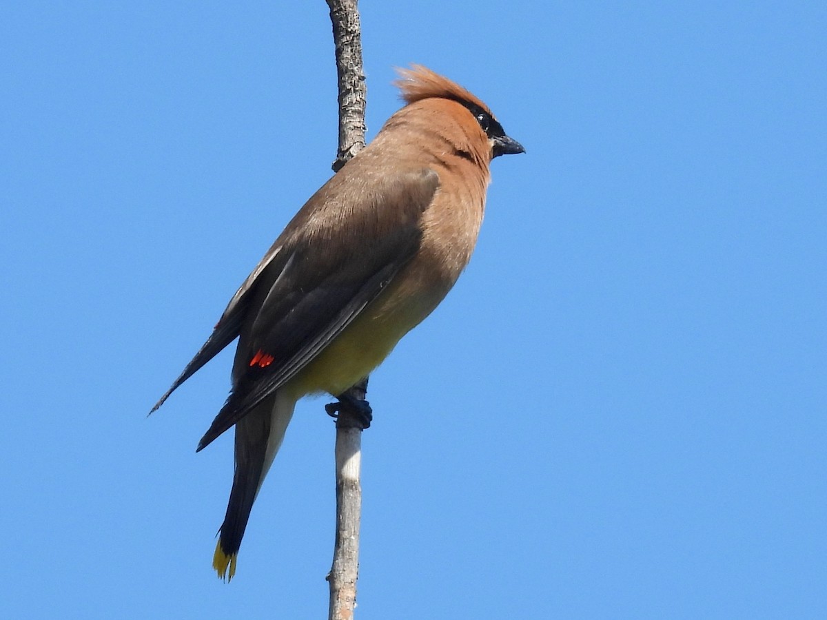 Cedar Waxwing - ML641527035