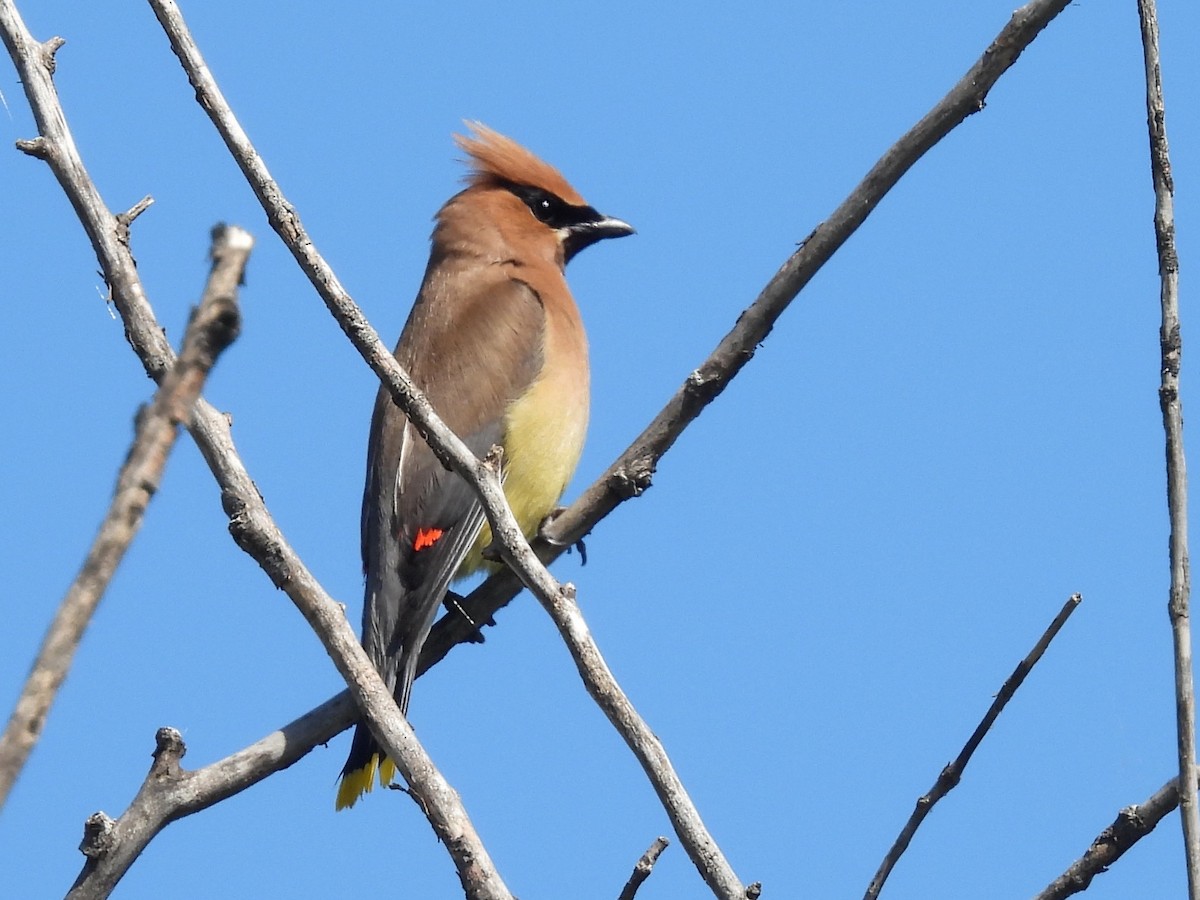 Cedar Waxwing - ML641527036