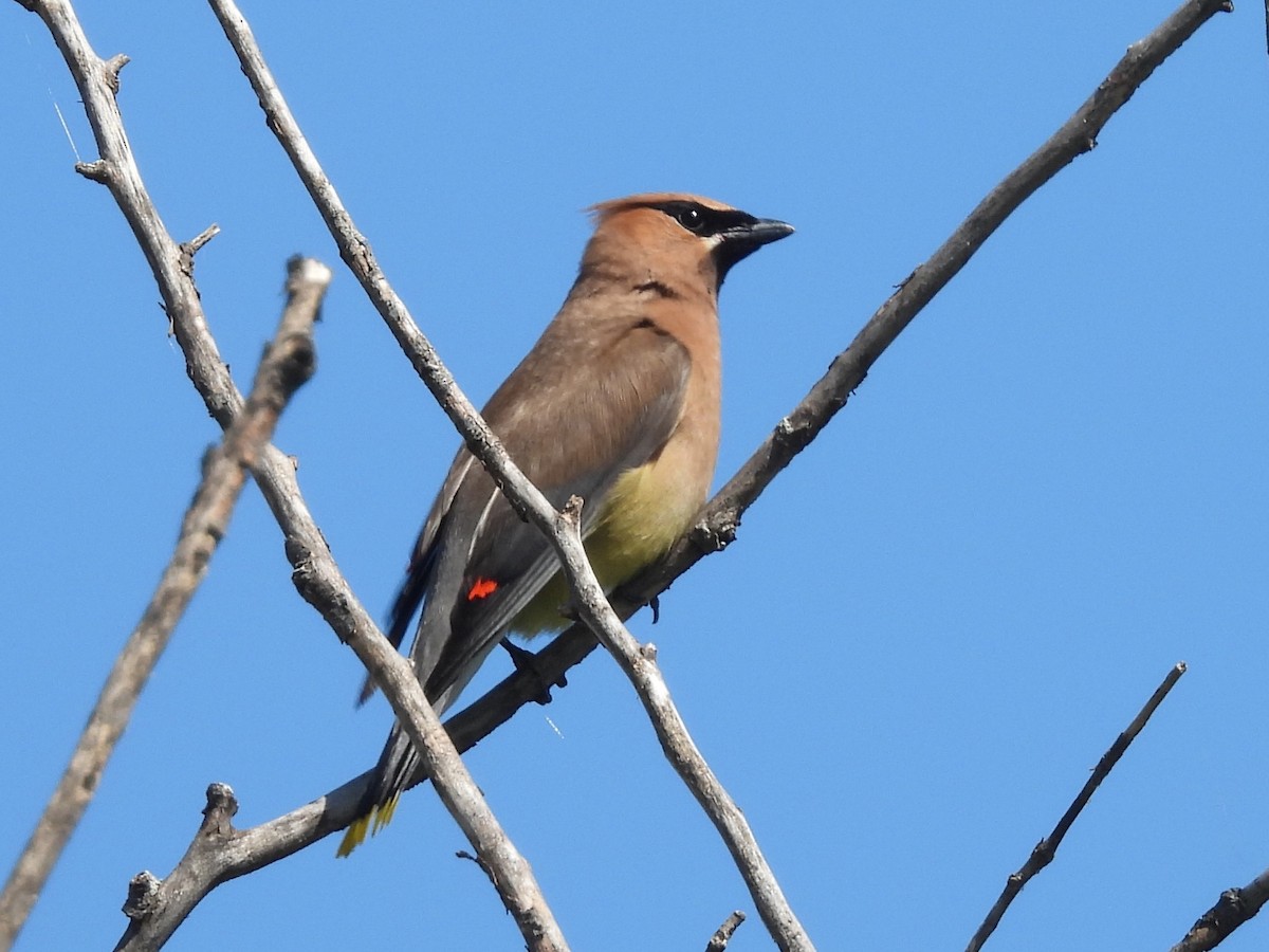 Cedar Waxwing - ML641527037