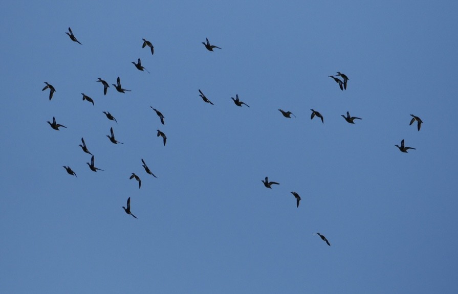 Blue-winged Teal - ML641527044