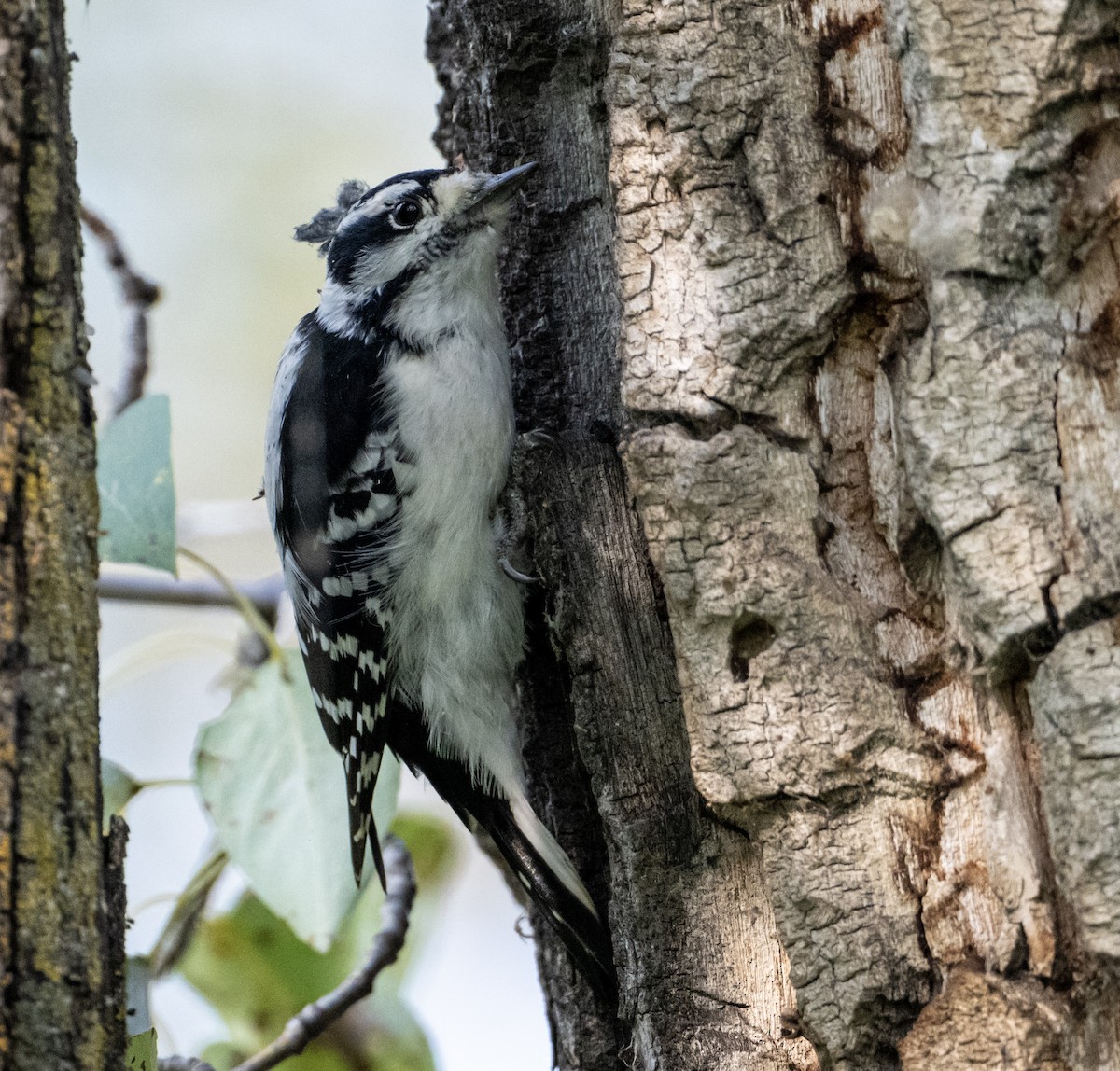 Downy Woodpecker - ML641527057
