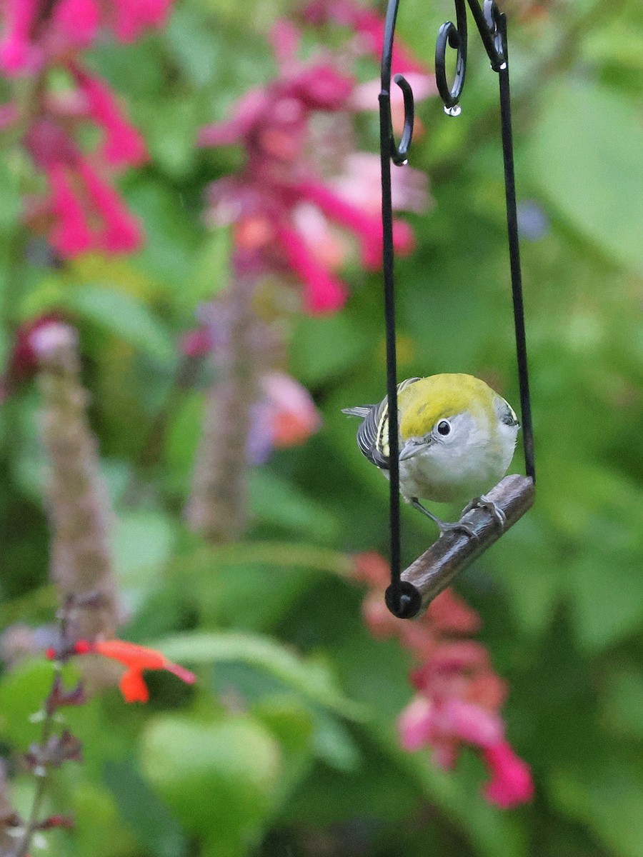 brunsideparula - ML641527076