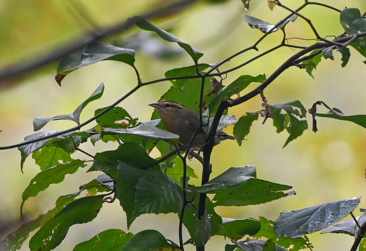 åmeparula - ML641527078