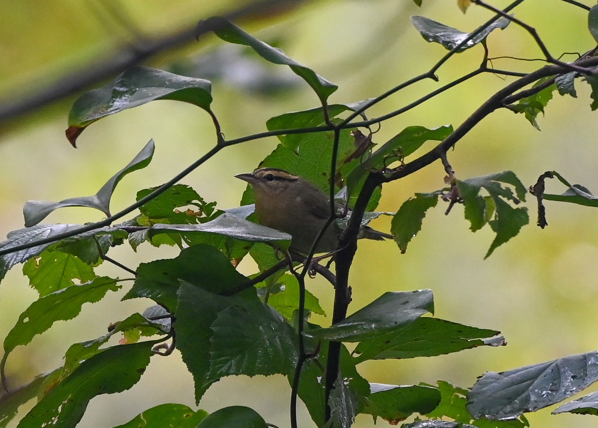 åmeparula - ML641527079