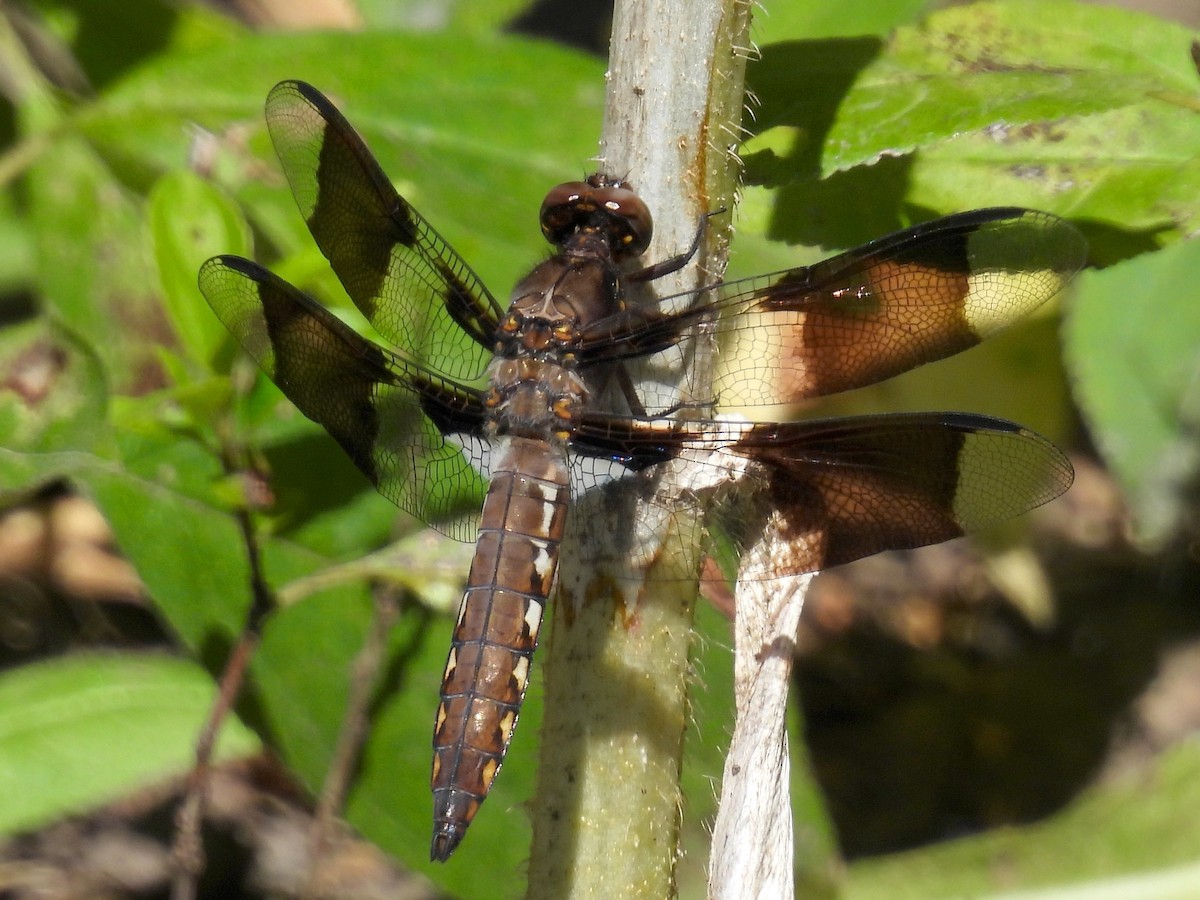 Common Whitetail - ML641527092