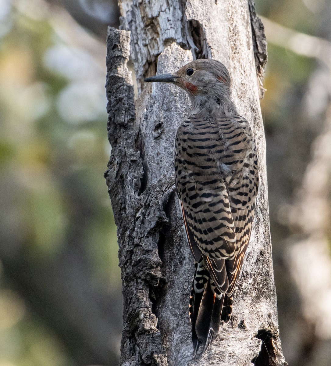 Northern Flicker - ML641527097