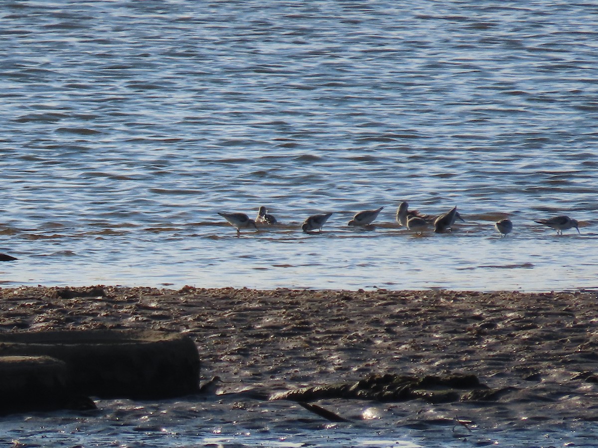 Bécasseau sanderling - ML641527130