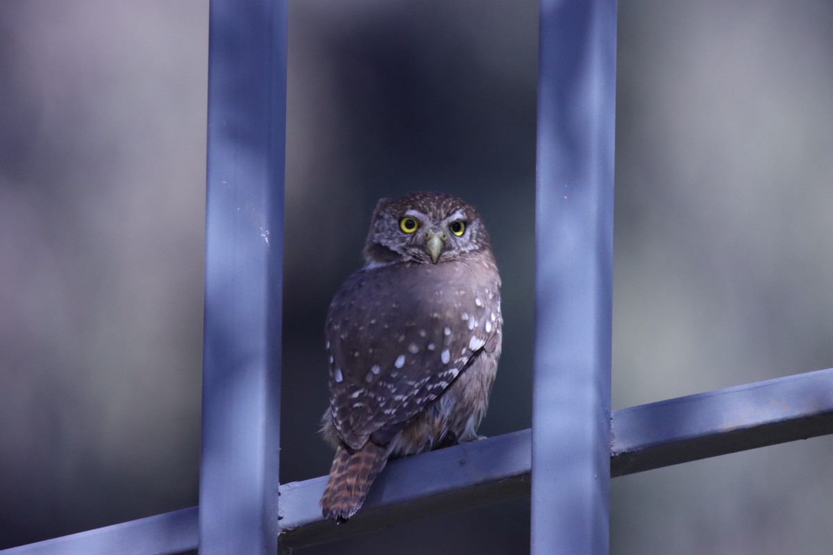 Austral Pygmy-Owl - ML641527136