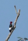 Red-headed Woodpecker - ML641527145