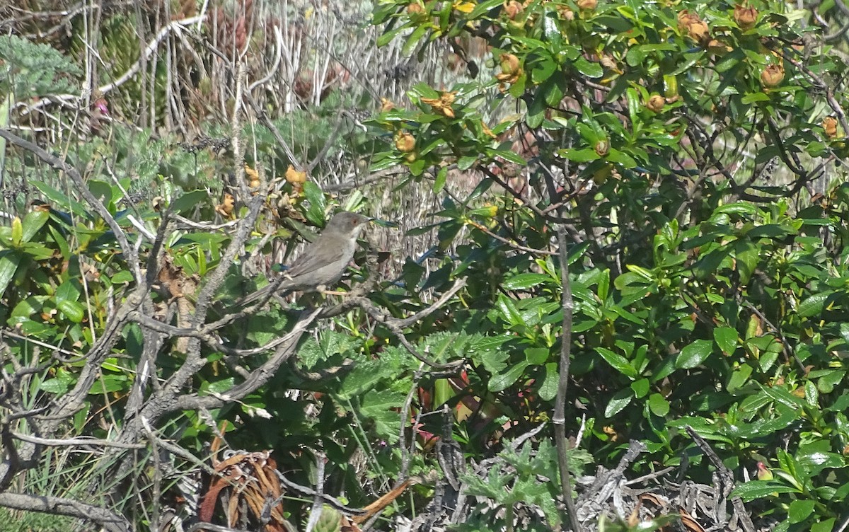 Sardinian Warbler - ML641527147