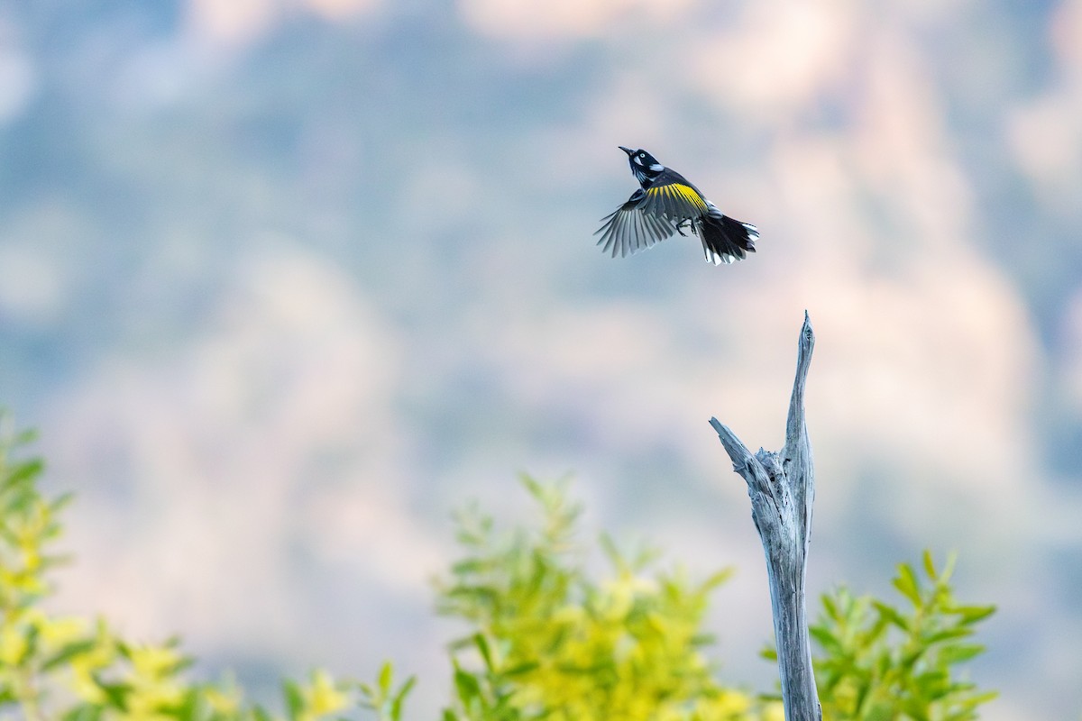 New Holland Honeyeater - ML641527153