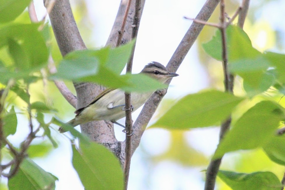 Rotaugenvireo - ML641527162