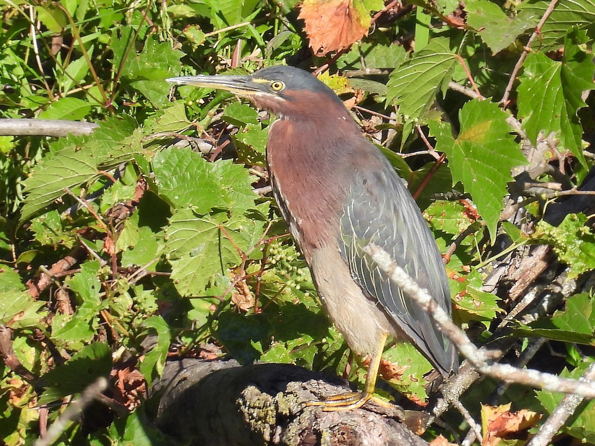 Green Heron - ML641527163