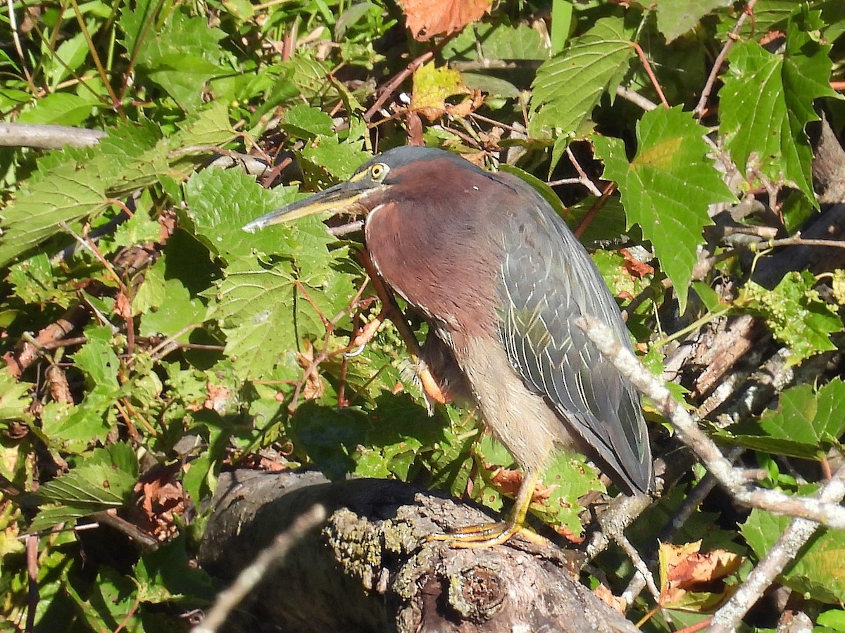 Green Heron - ML641527164