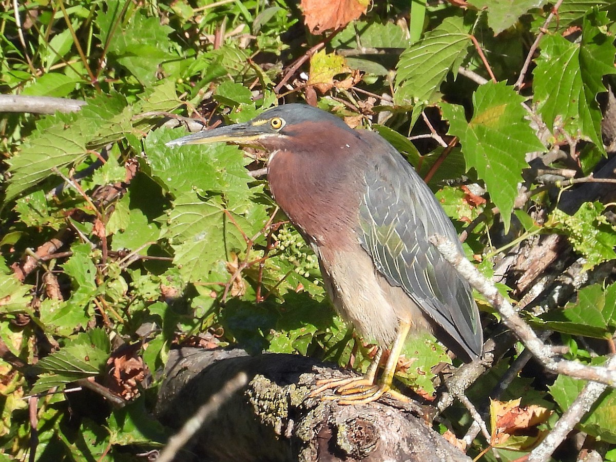 Green Heron - ML641527165