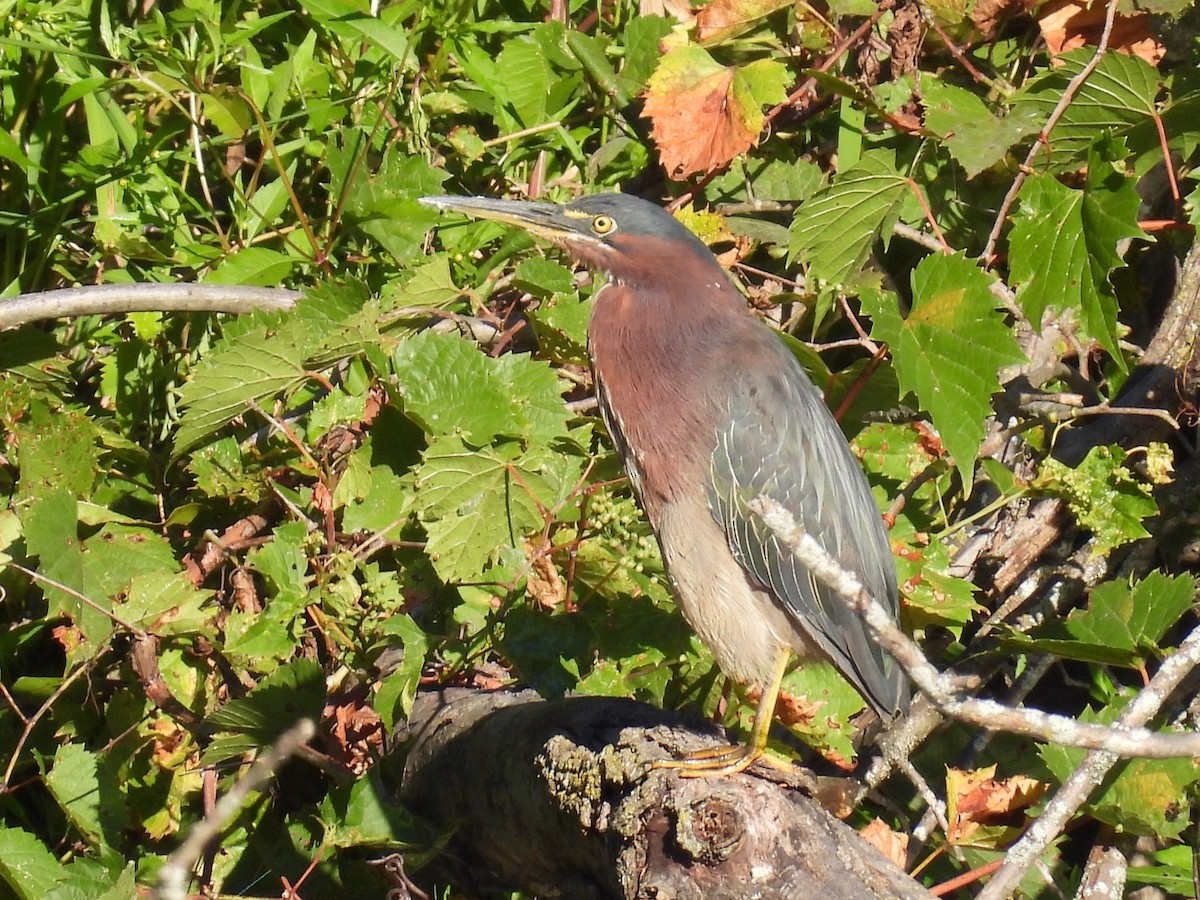 Green Heron - ML641527166