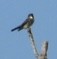 Olive-sided Flycatcher - ML641527167