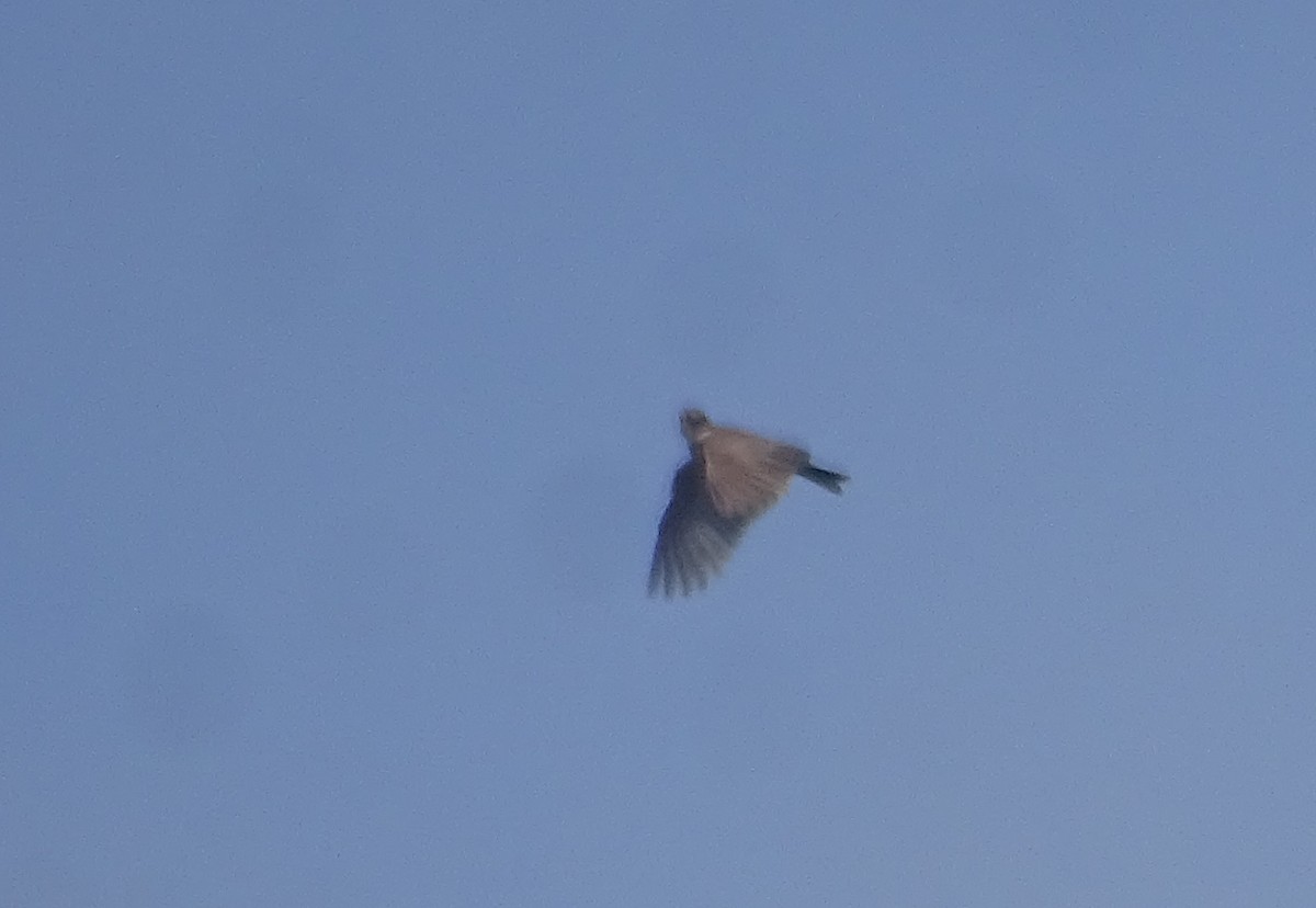 Eurasian Skylark - ML641527168