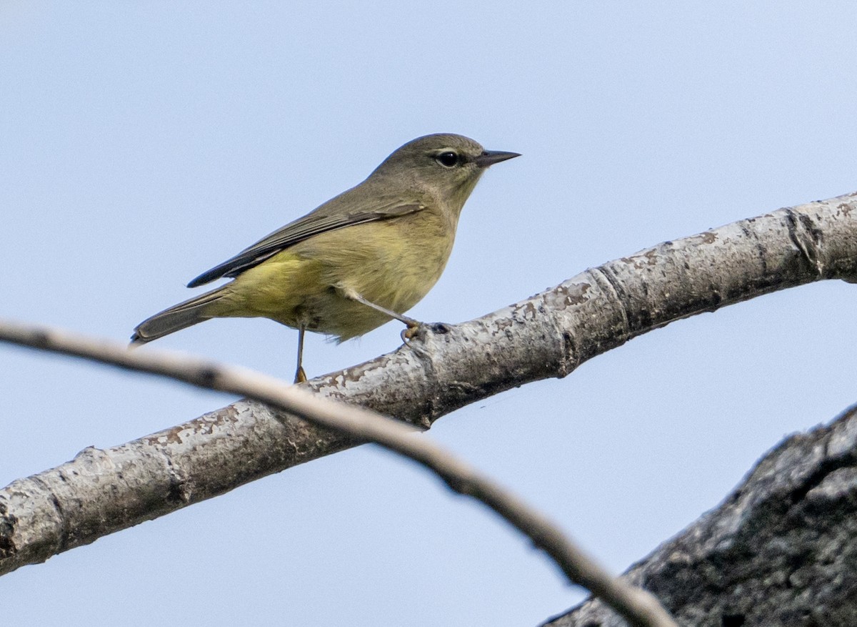 Orange-crowned Warbler - ML641527170