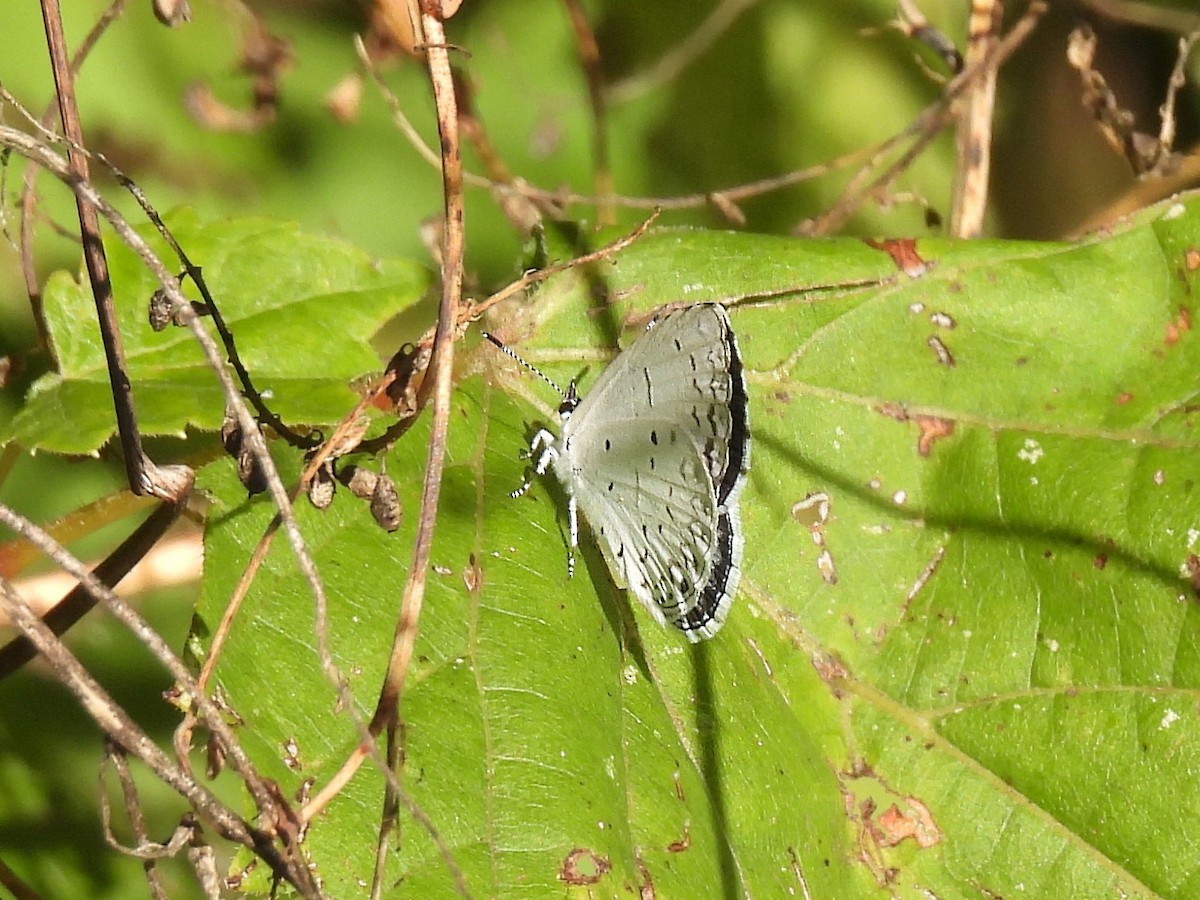 Summer Azure - ML641527180