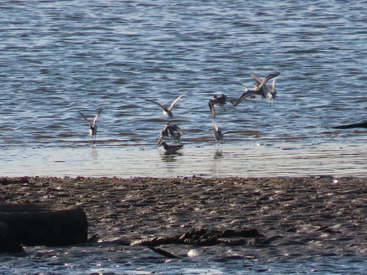 Sanderling - ML641527187