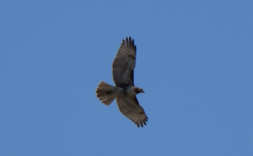 Rotschwanzbussard - ML641527203