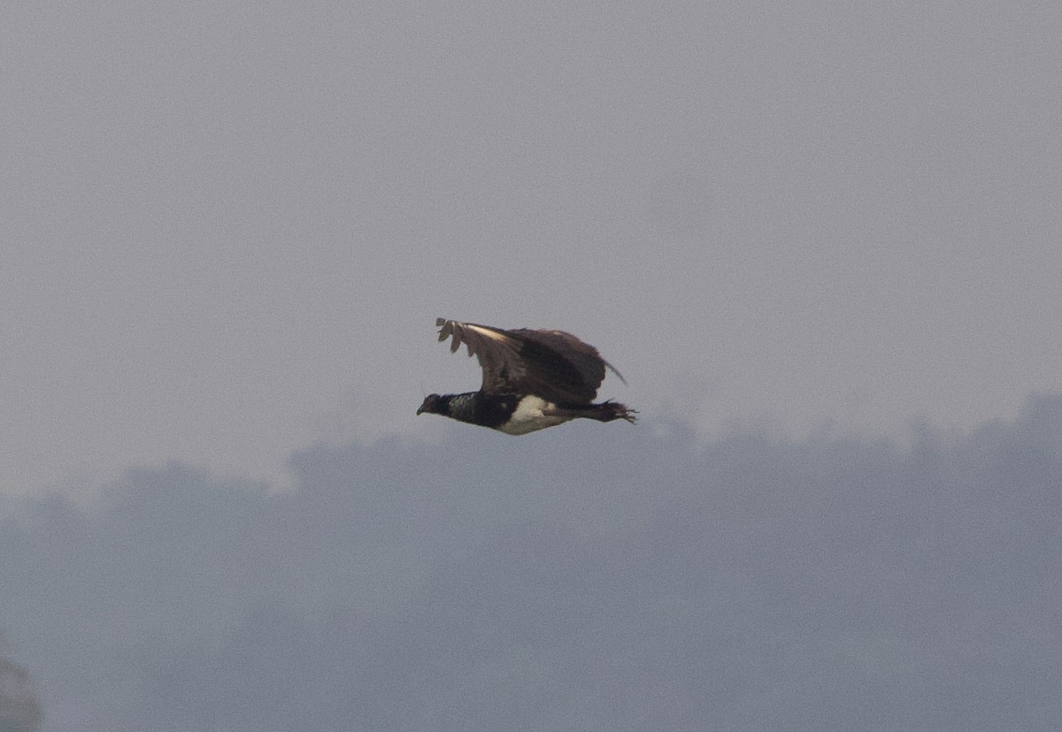 Horned Screamer - ML641527231