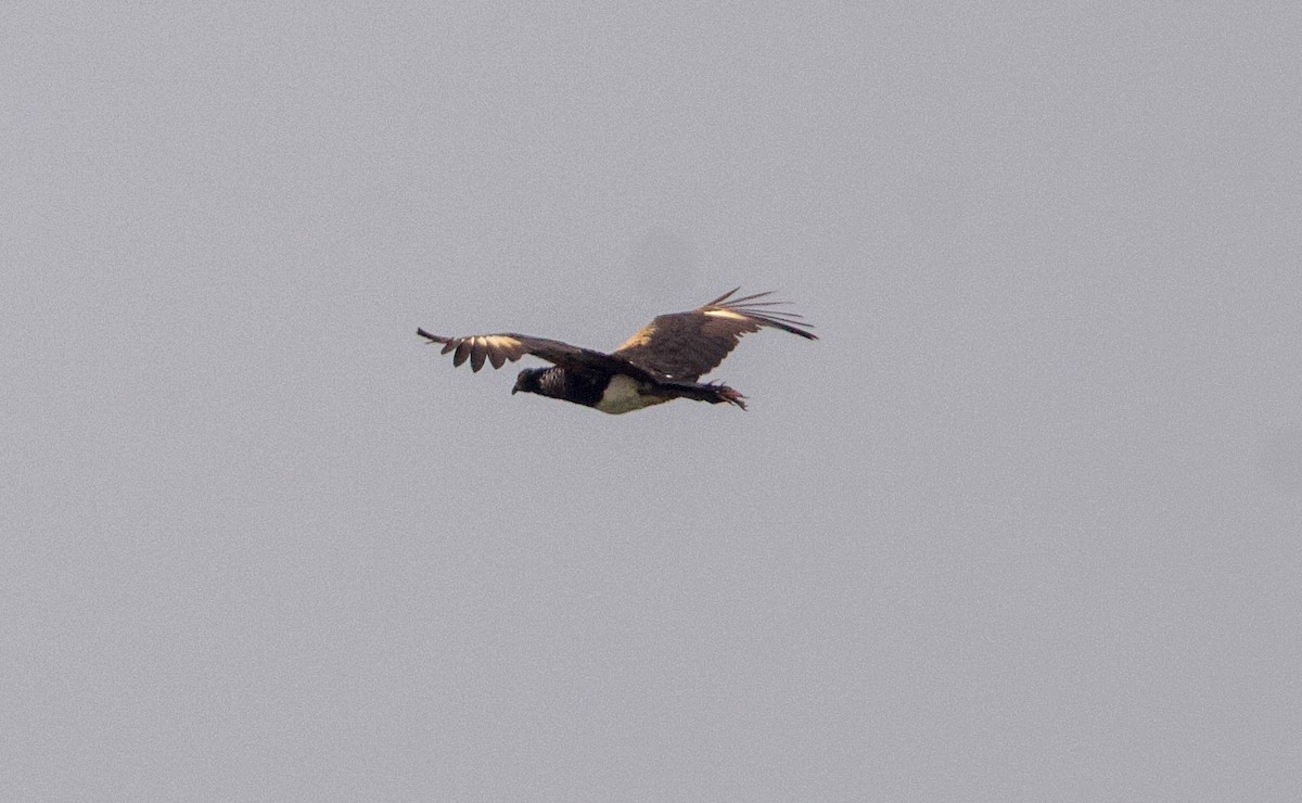 Horned Screamer - ML641527232