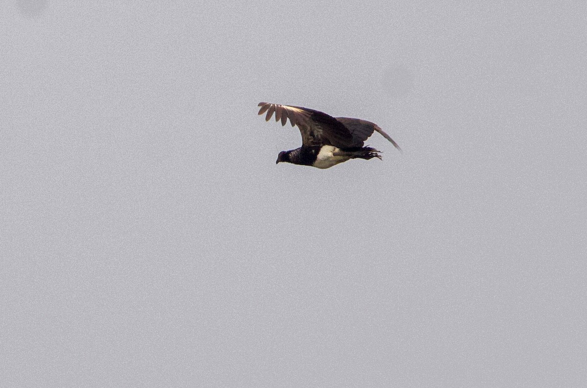 Horned Screamer - ML641527233