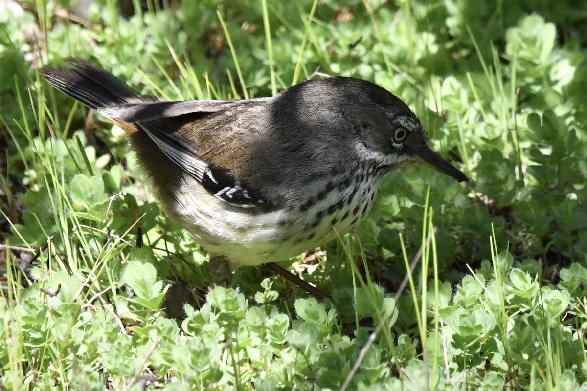 Spotted Scrubwren - ML641527258
