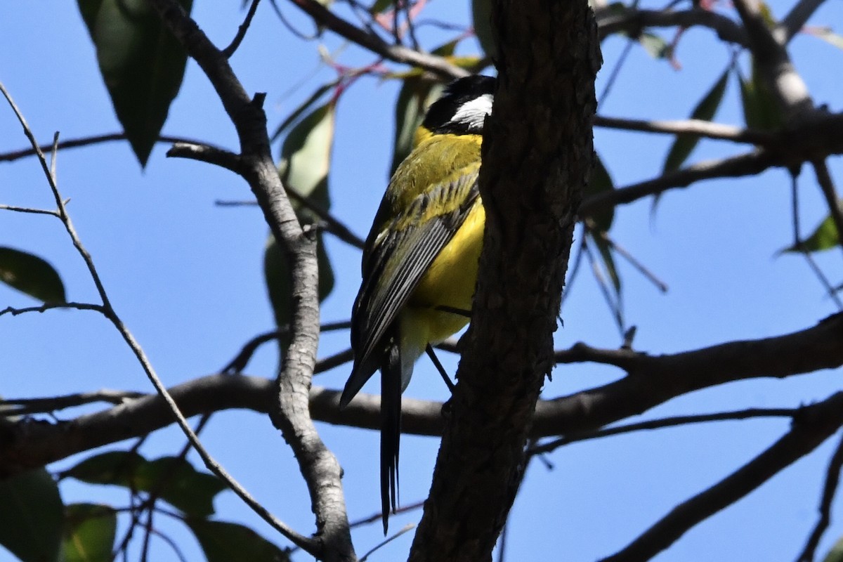 gullplystrer (fuliginosa/occidentalis) - ML641527273