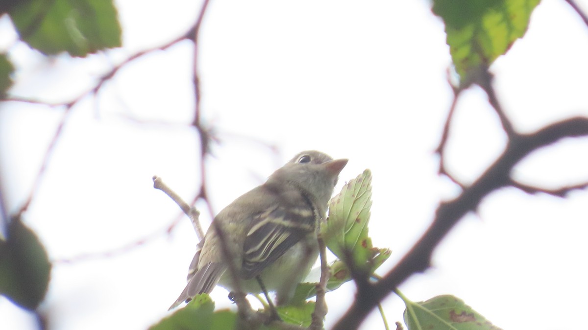 Empidonax sp. - ML641527296