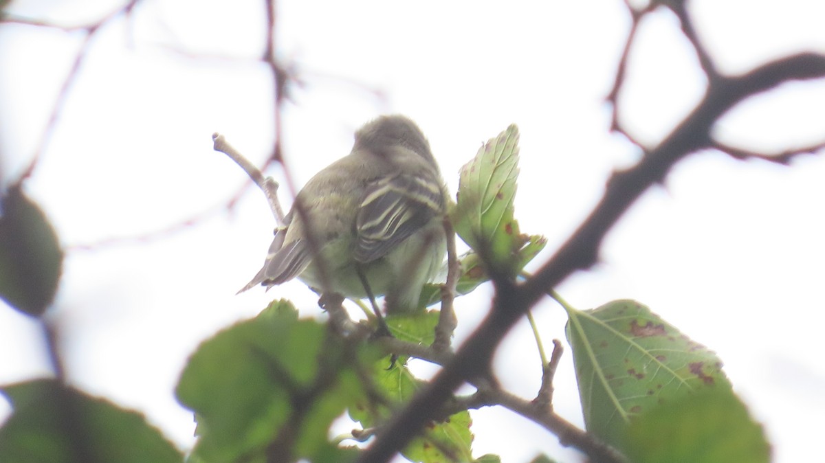 Empidonax sp. - ML641527303