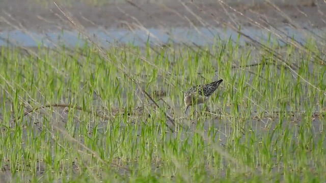 Ухаа элсэг - ML641527314