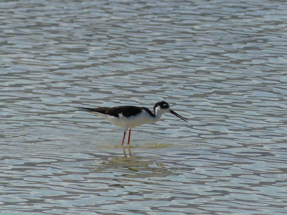 Black-necked Stilt - ML641527320