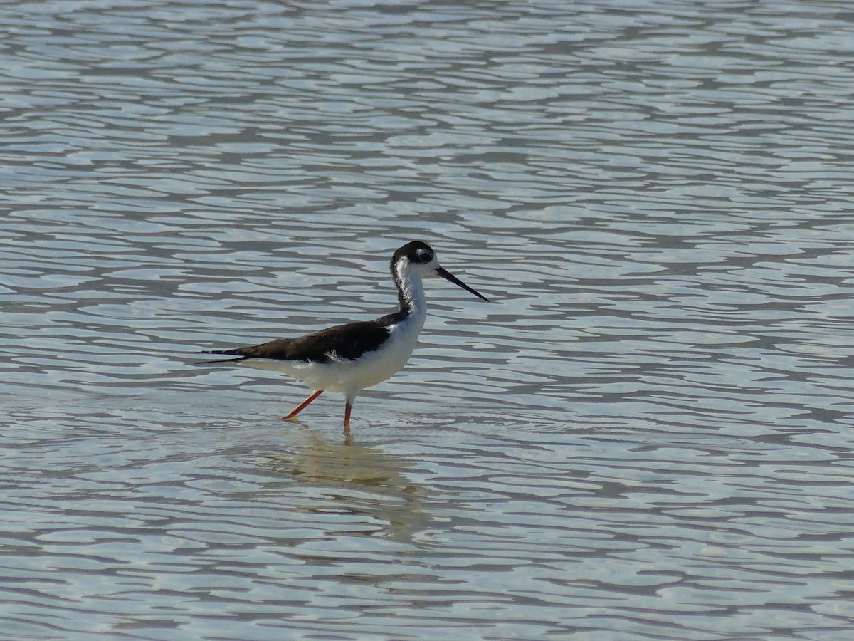 Black-necked Stilt - ML641527321