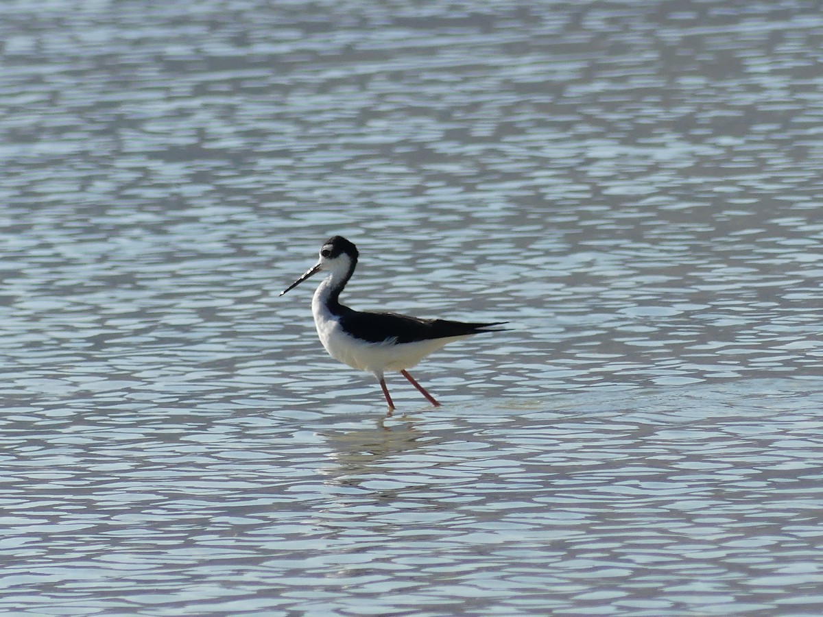Black-necked Stilt - ML641527322