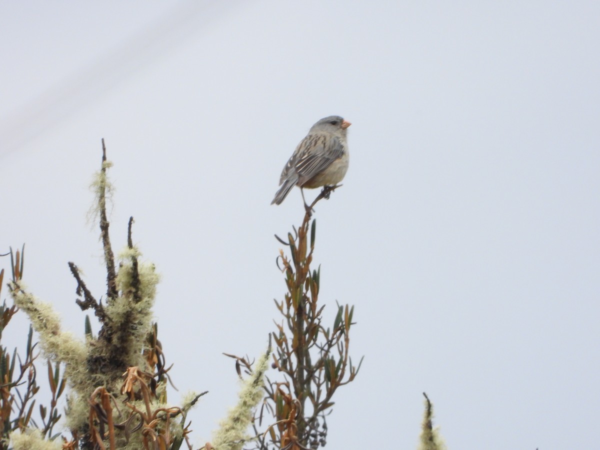 Plain-colored Seedeater - ML641527323