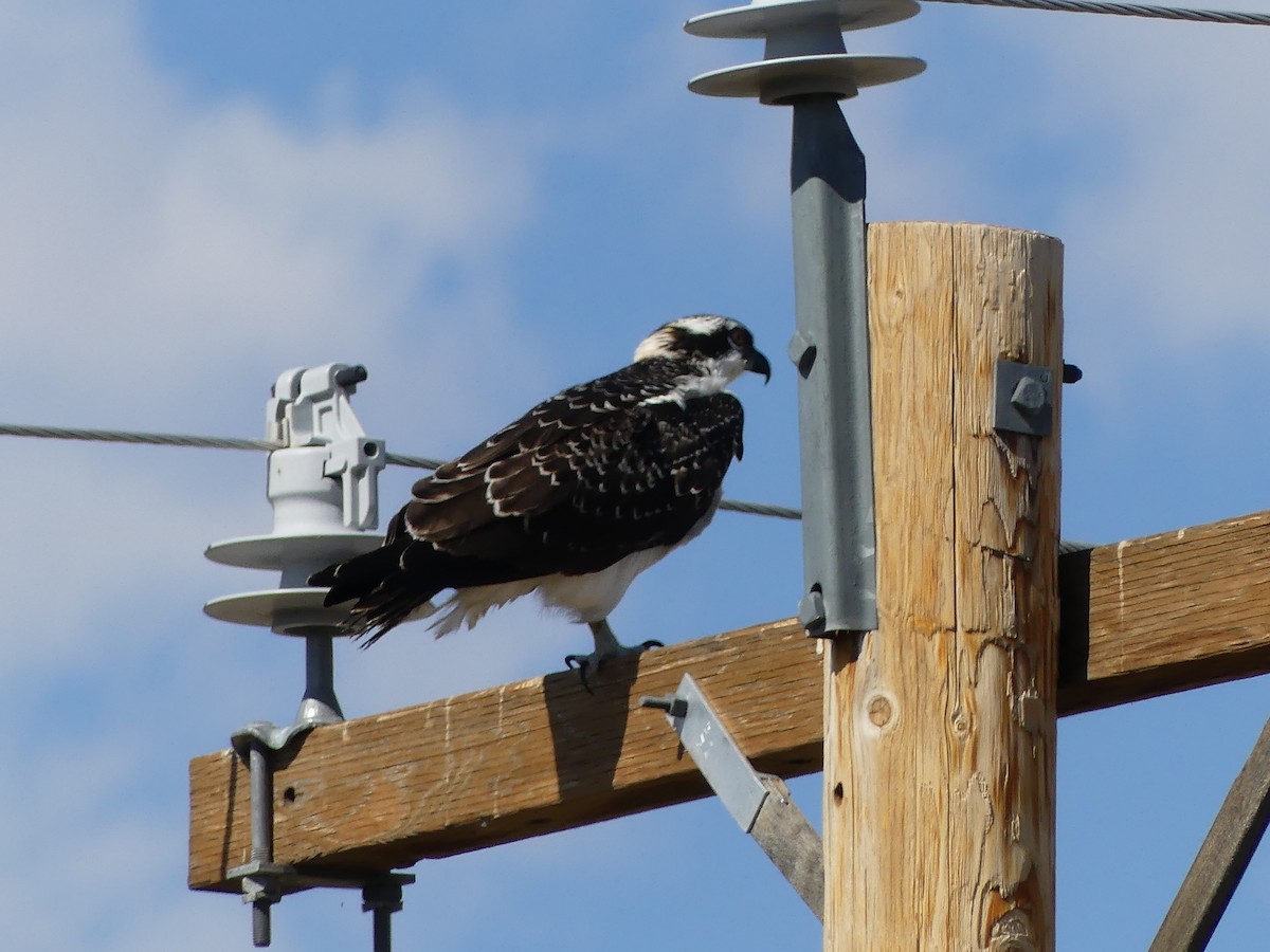 Osprey - ML641527332