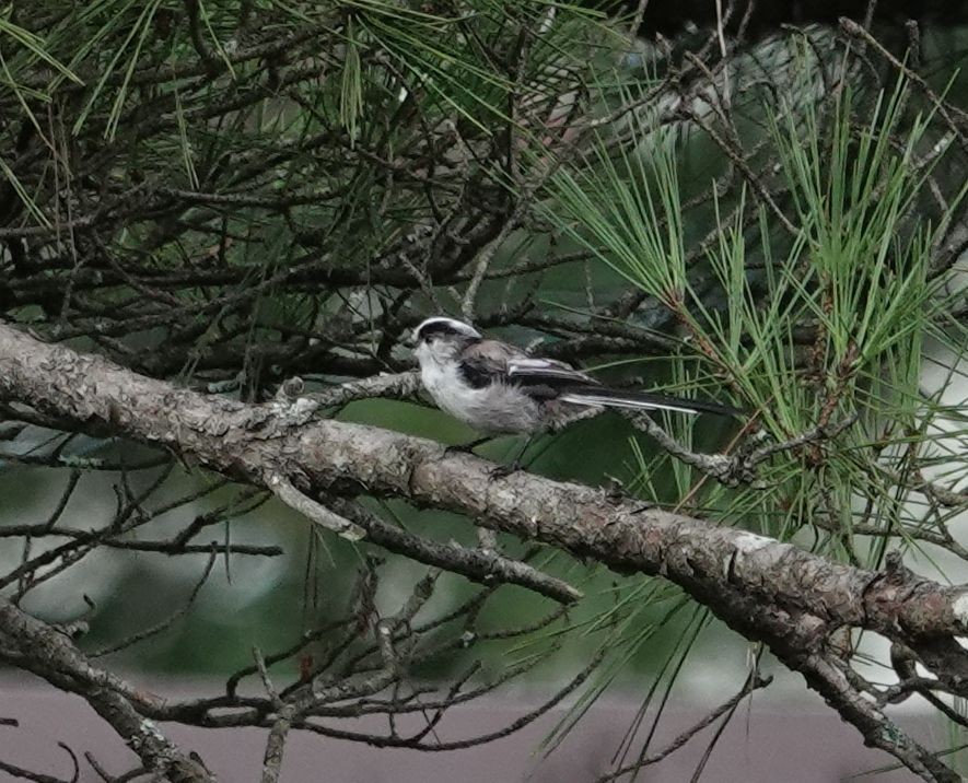 Long-tailed Tit - ML641527360