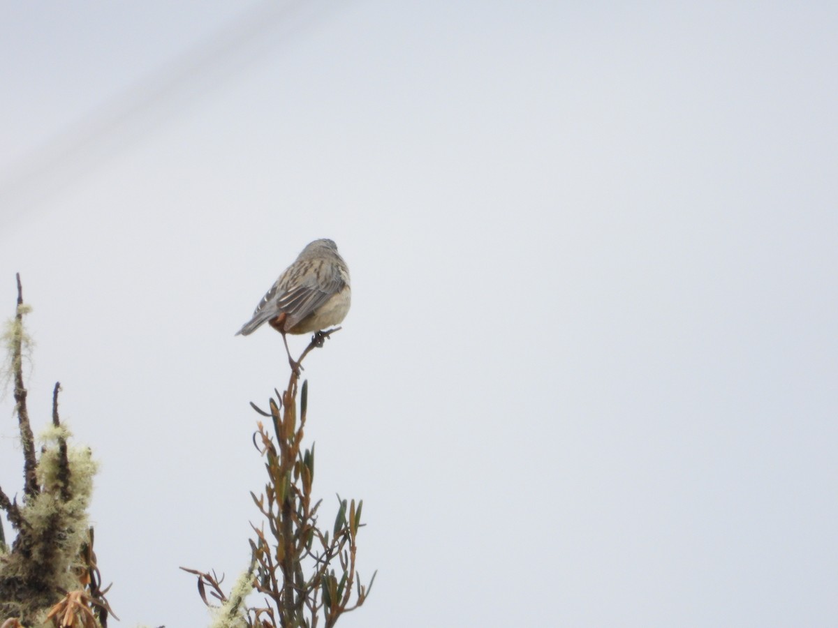 Plain-colored Seedeater - ML641527364
