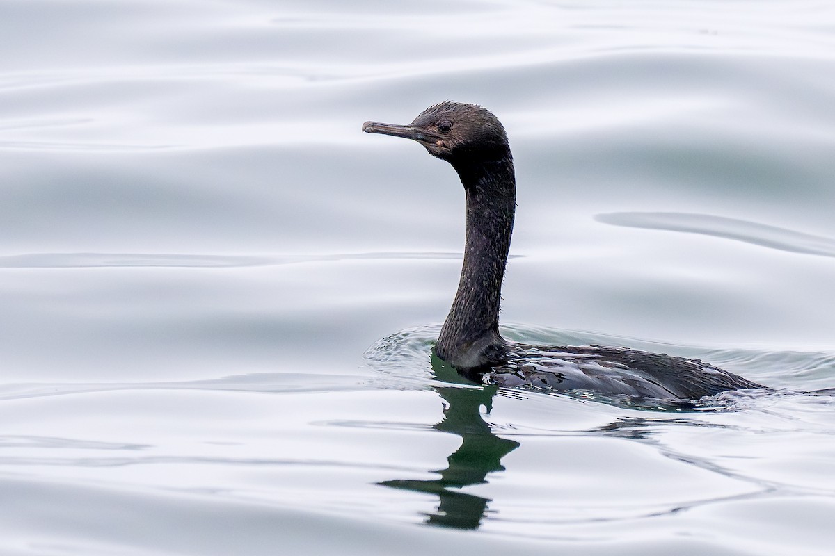 Cormoran pélagique - ML641527413