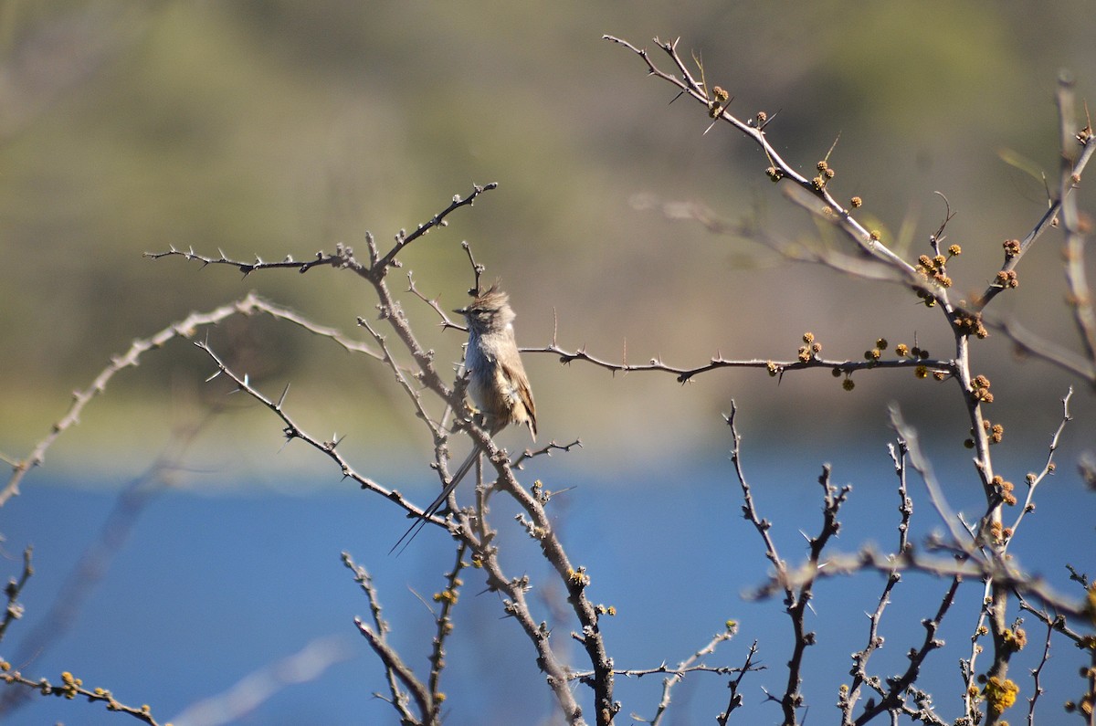 Tijeral Copetón - ML641527496