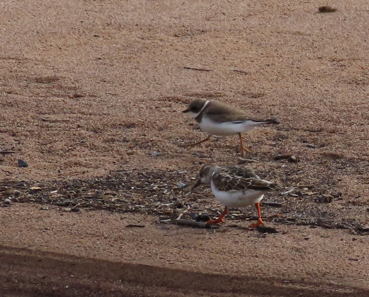 Алаг хайргач - ML641527512