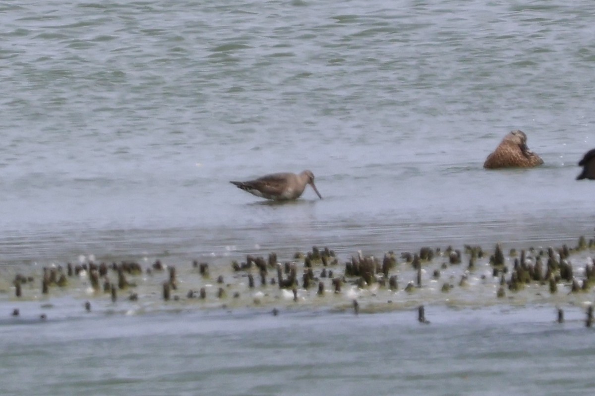 Hudsonian Godwit - ML641527534